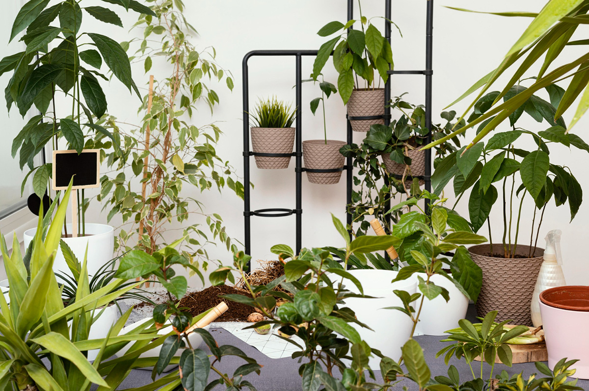 Plants That Are Perfect for Apartment Living