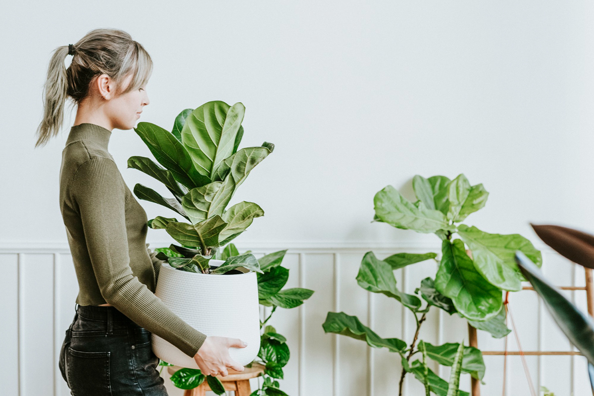 Get Clean Air With These Houseplants