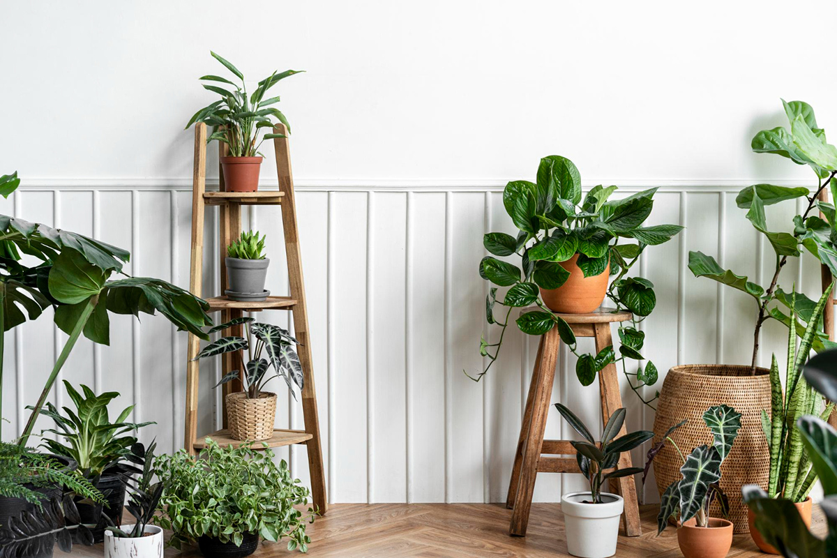 Benefits of Adding Indoor Plants to Your Apartment