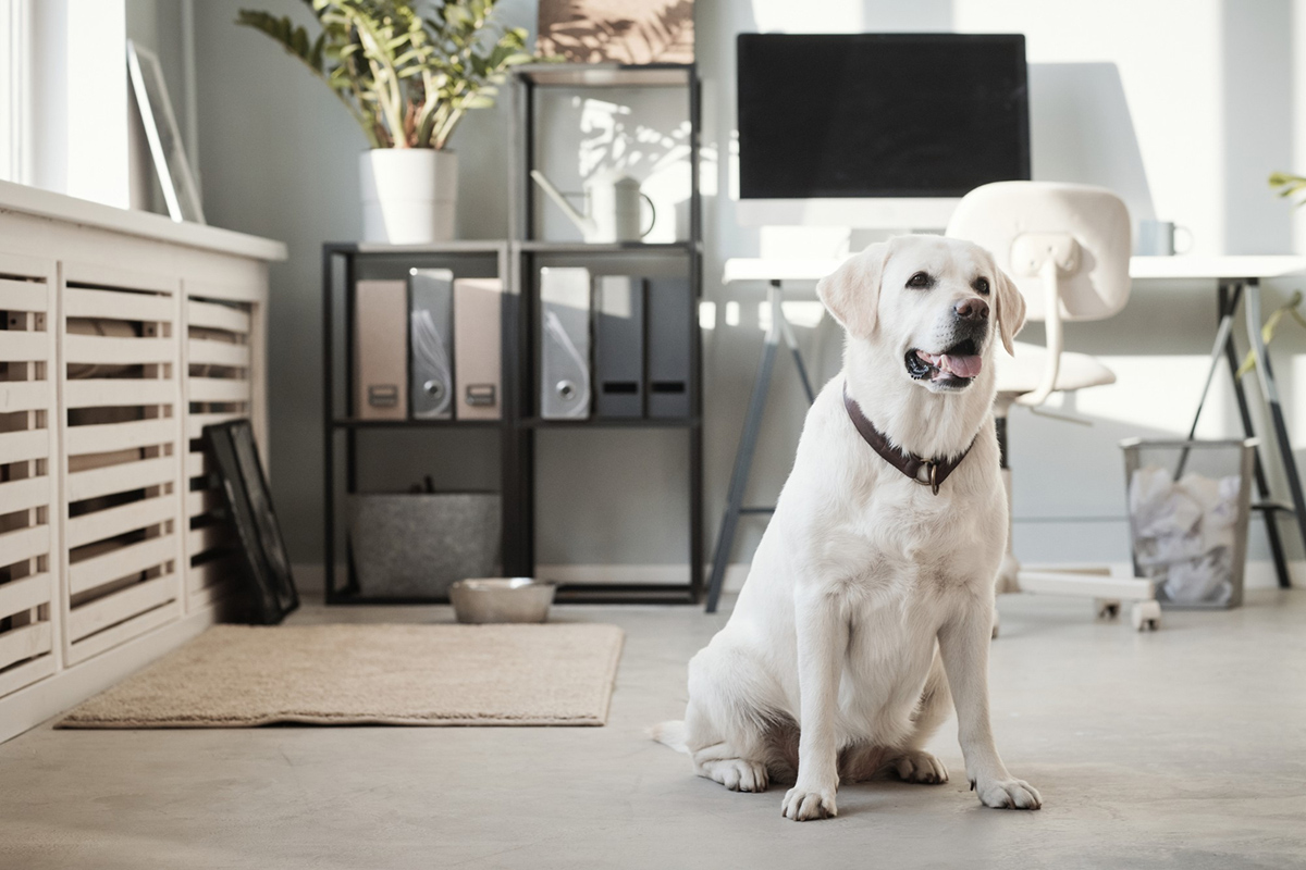Things to Consider Before Getting a Dog For Your Apartment