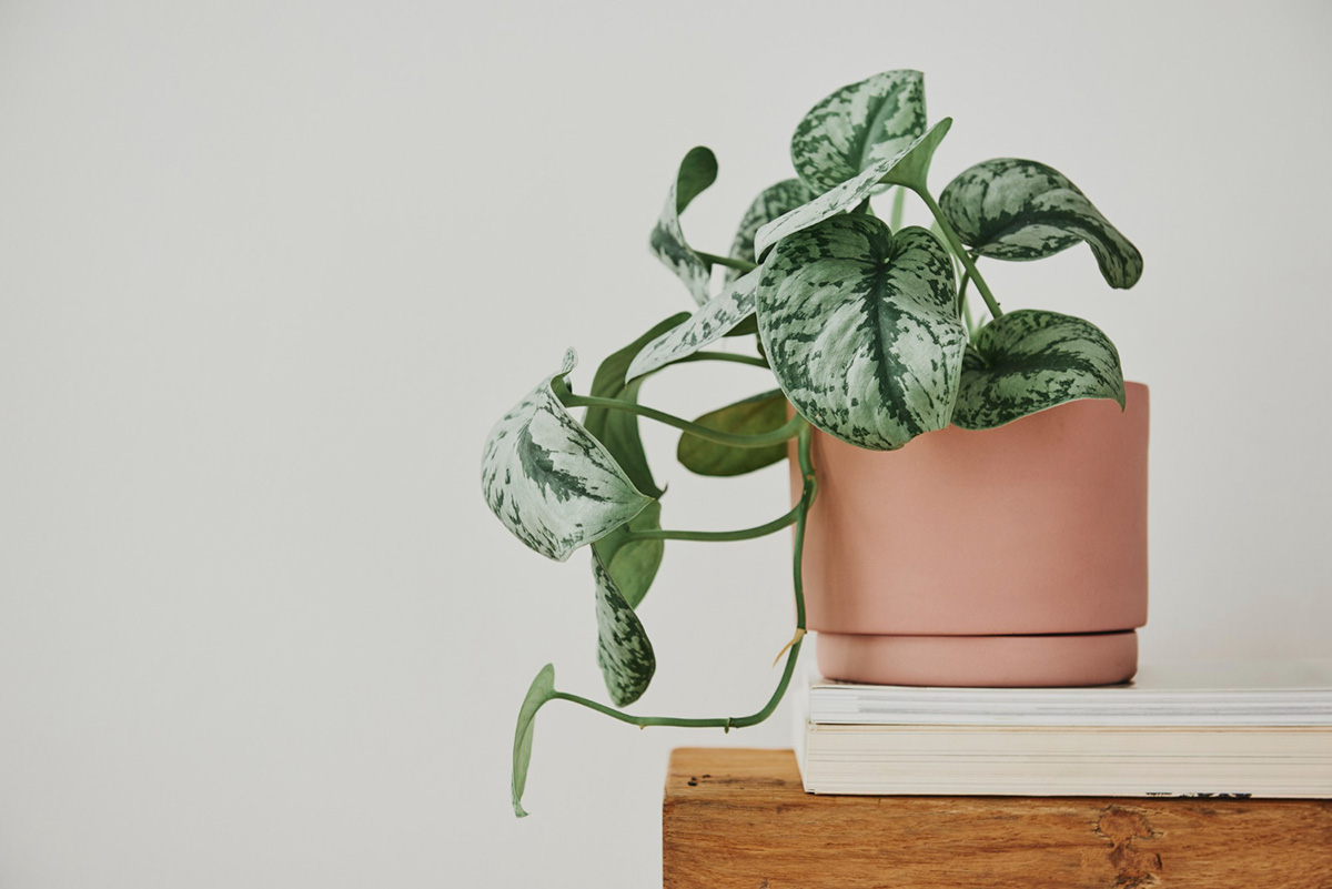 Indoor Plants That Are Hard To Kill