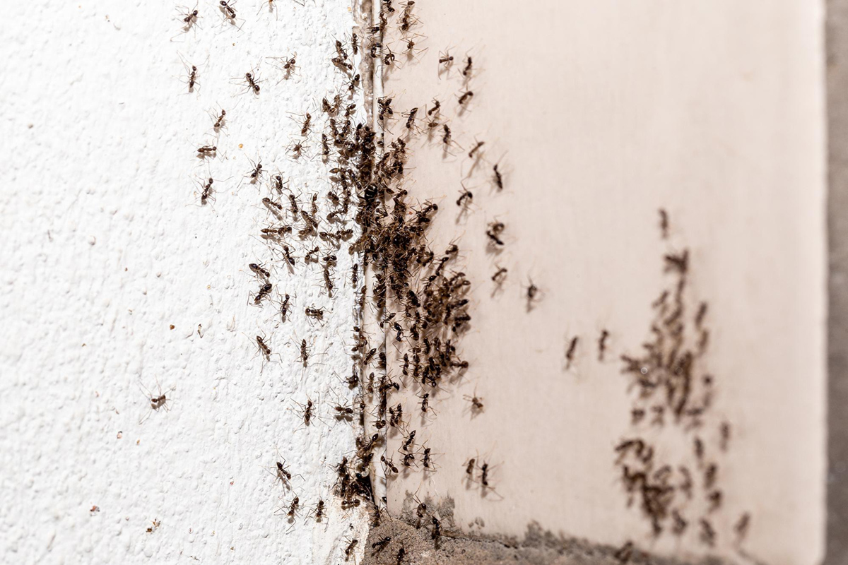 Everything You Need to Know About Pest Control
