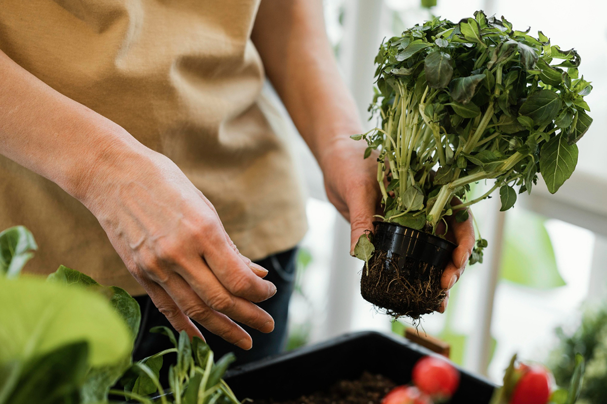 Easiest Vegetables to Grow In Your Apartment