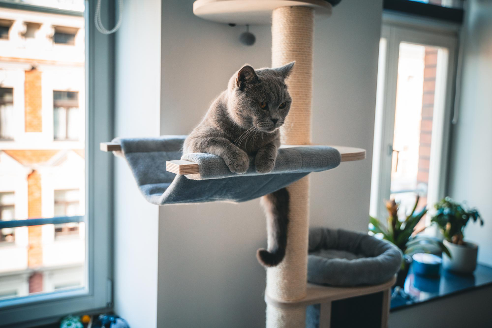 Tips and Ideas When Cat-Proofing Your Apartment