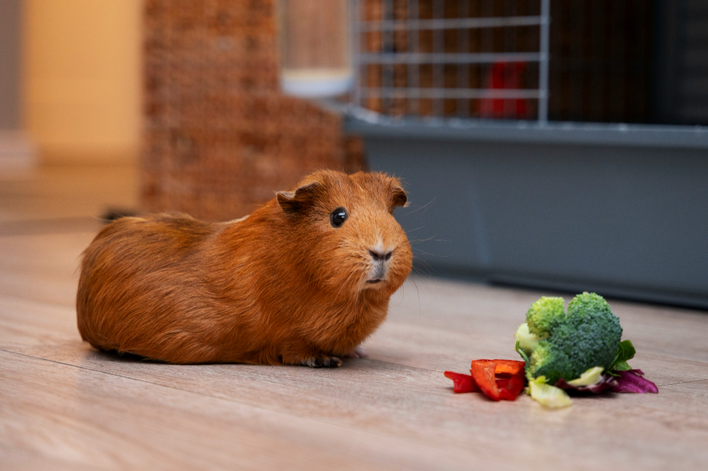 Best Small Pets for Apartment Living