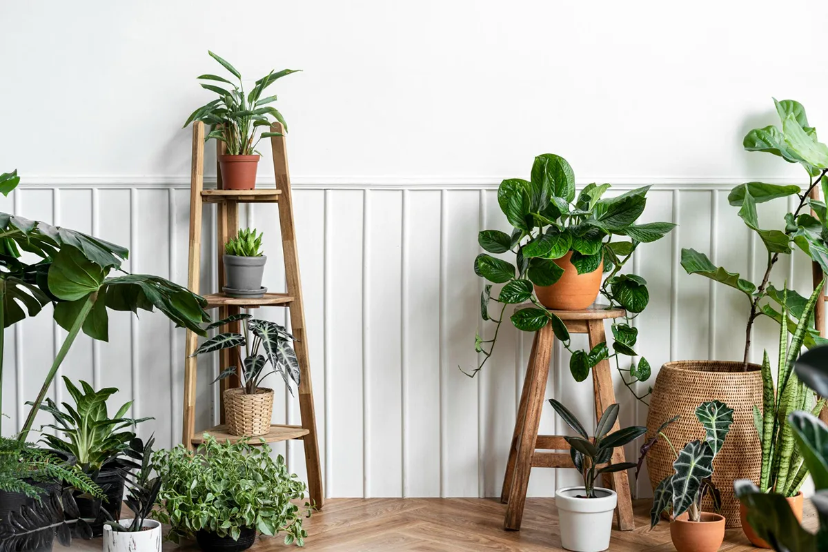 The Ultimate Guide to Types of Houseplants